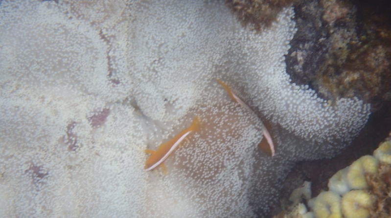 ����Ȃ��E�s���ǂɁb�����T�v�������g�I�y�l�����X�z
���T�C�g